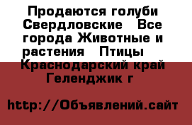 Продаются голуби Свердловские - Все города Животные и растения » Птицы   . Краснодарский край,Геленджик г.